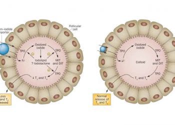 Wolff Chaikoff Etki Nedir?