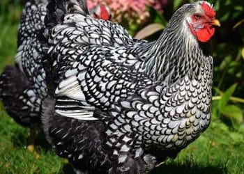 Wyandotte Tavuğu Nedir?