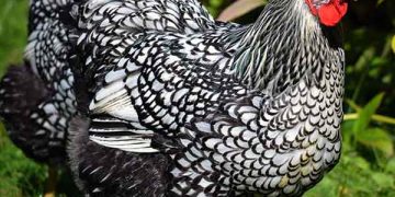 Wyandotte Tavuğu Nedir?
