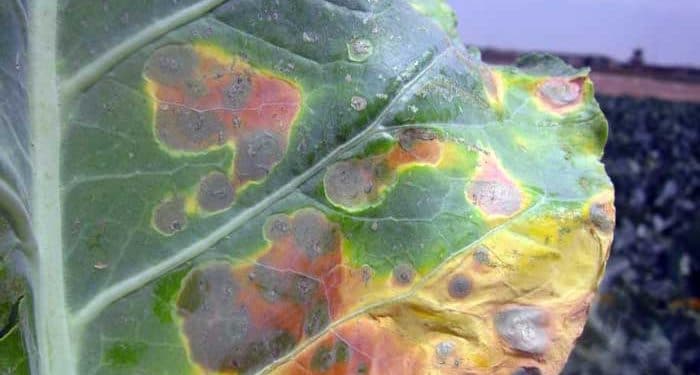 Xanthomonas Nedir?