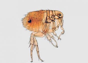 Xenopsylla Astia Nedir?