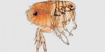 Xenopsylla Astia Nedir?