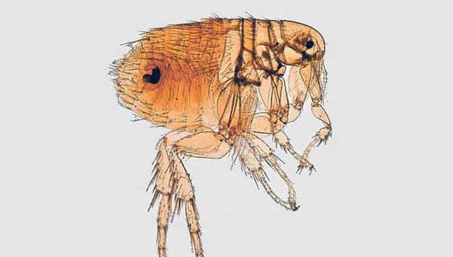 Xenopsylla Astia Nedir?