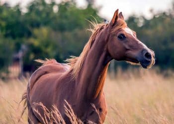 Yakın Doğu At Ensefalomiyelitisi (Borna) Hastalığı