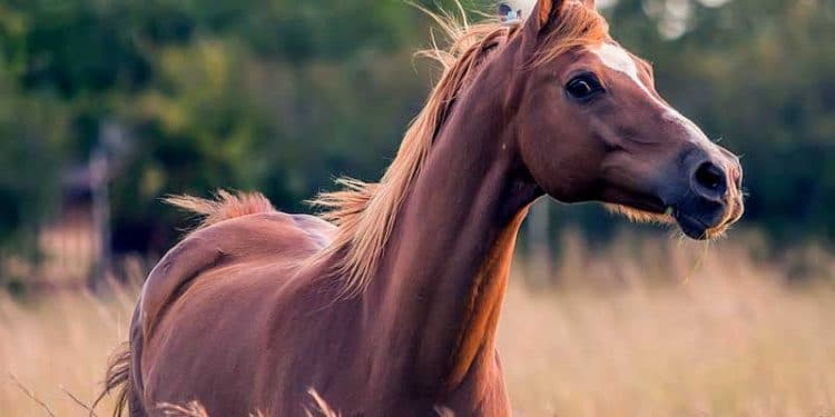 Yakın Doğu At Ensefalomiyelitisi (Borna) Hastalığı