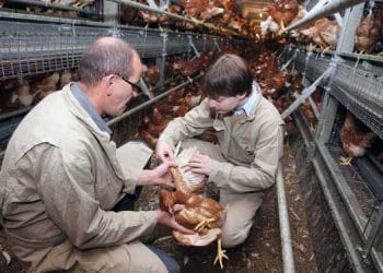 Antibiyotik Kullanımını İzlemek İçin Tüy Analizi