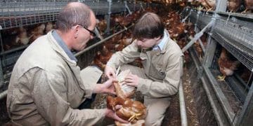 Antibiyotik Kullanımını İzlemek İçin Tüy Analizi