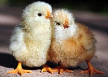 Bağırsak Sağlığı Ölçülebilir mi?