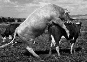 Boğa Atlatma (Tabi Tohumlama) ile Bulaşma Riski Olan Hastalıklar