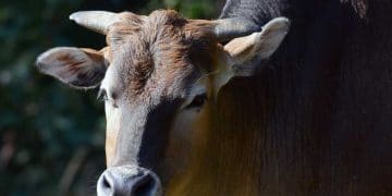 BRD ve Bovine Chlamydia Enfeksiyonu