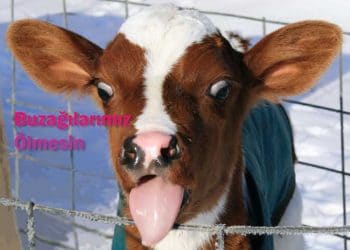 Buzağılarımız Ölmesin