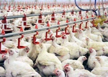 Coccidiosisten Korunmada Doğal Konsept