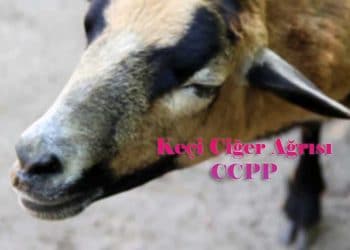 Contagious Caprine Pleuropneumonia (Keçi Ciğer Ağrısı)