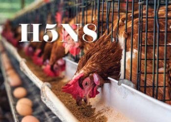 H5N8 Virüsü Beklentilerimizi Karşılamıyor