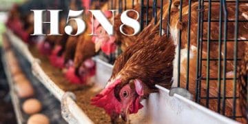 H5N8 Virüsü Beklentilerimizi Karşılamıyor