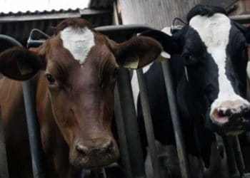 Hapsedilmiş Hayvancılık