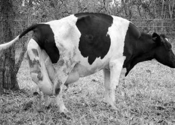 İneklerin Doğum Stresi