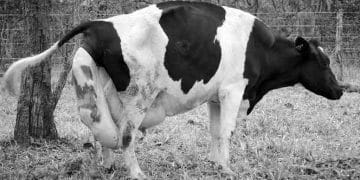 İneklerin Doğum Stresi