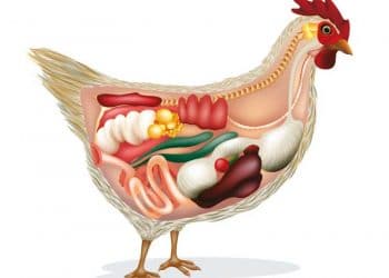 Kanatlılarda Bağırsak Sağlığı Nasıl Korunur?