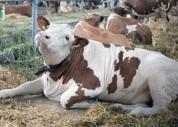 Karlı Hayvancılık İçin Sürü Yönetiminin Önemi