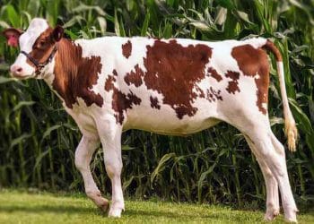 Kazı Kazan (Düvelerin Döl Tutma Oranı)