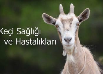 Keçi Sağlığı ve Hastalıkları