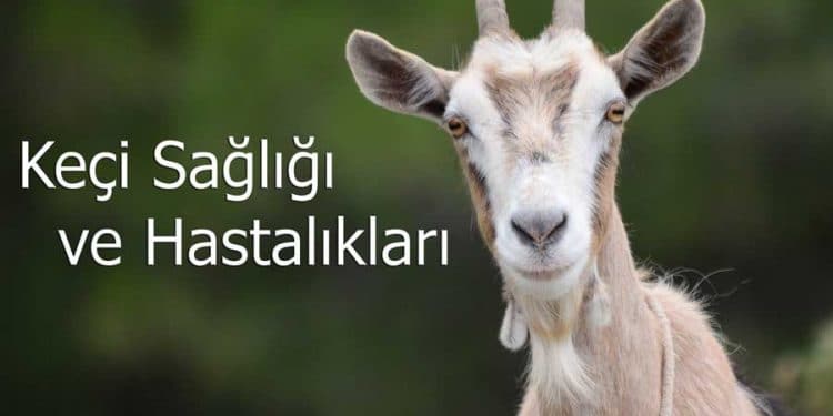 Keçi Sağlığı ve Hastalıkları