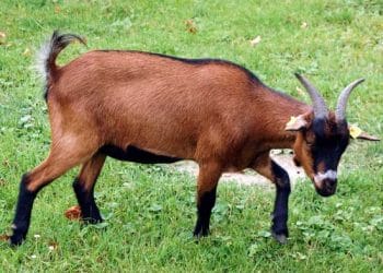 Keçilerde İnterdigital Dermatitis