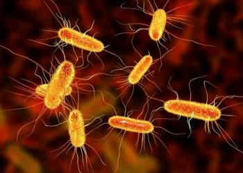 Koli Mikrobu Neler Yapar?