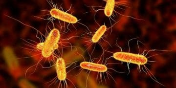 Koli Mikrobu Neler Yapar?