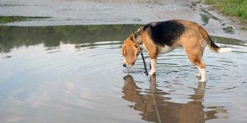 Köpeklerde Leptospirosis