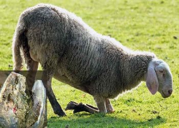 Koyun ve Keçilerde Foot Rot, Piyeten, İnfeksiyöz İnterdigital Nekrobasilloz