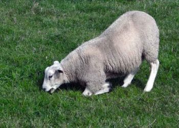 Koyunlarda İnterdigital Dermatitis