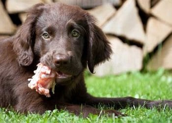 Kurban Bayramı Öncesi Dikkat Edilmesi Gereken Bir Hastalık: KİST HİDATİK