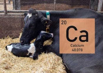 Loğusa İneğinizin Kalsiyum Kaynaklarını Çalınmakta Ama Bu Asla Süt Verimi Değildir