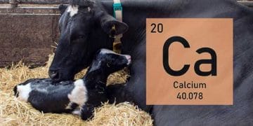 Loğusa İneğinizin Kalsiyum Kaynaklarını Çalınmakta Ama Bu Asla Süt Verimi Değildir