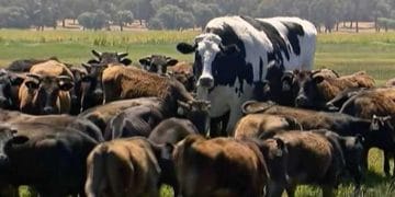 Whitten Etkisi Nedir?