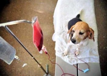 Willebrand Sendromu Nedir?