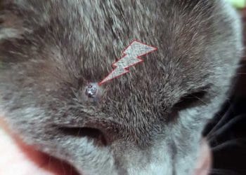 Winer Porunun Genişlemesi Nedir?