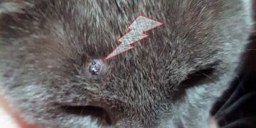 Winer Porunun Genişlemesi Nedir?