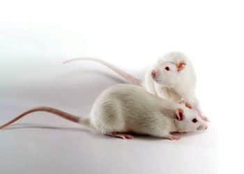 Wistar Albinosu Nedir?