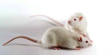 Wistar Albinosu Nedir?