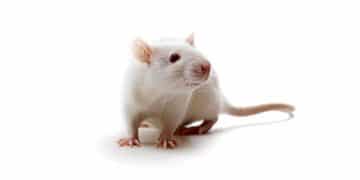 Wistar Hannover Soyu Sıçan Nedir?