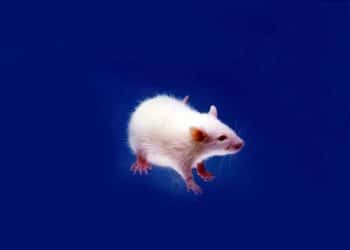 Wistar imamichi Nedir?