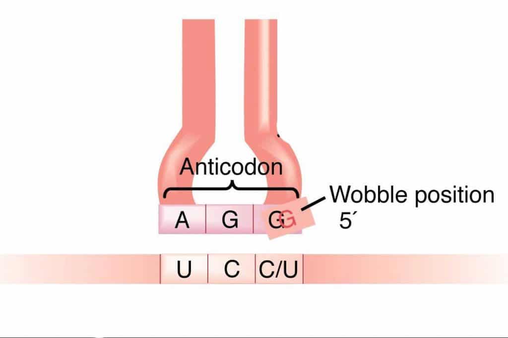 Wobble Bazı Nedir?