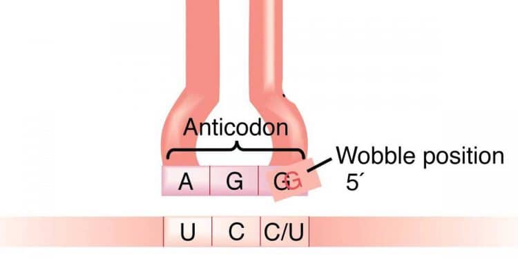 Wobble Bazı Nedir?