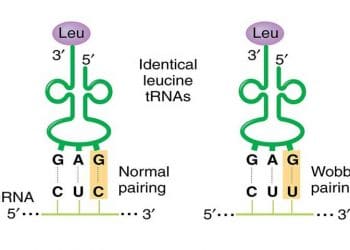 Wobble Varsayımı Nedir?