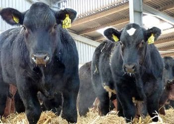 BRD Mikotik Pnömoniler