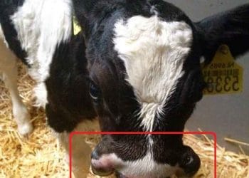 Buzağılarda Doğmasal Ağız Anormallikleri