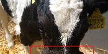 Buzağılarda Doğmasal Ağız Anormallikleri